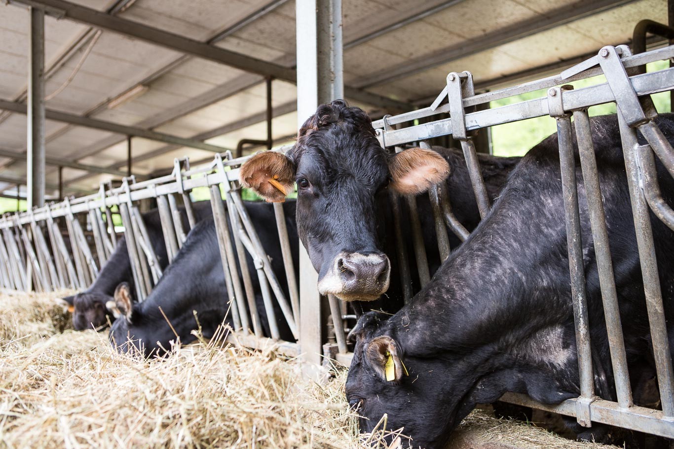 Allevamento di vacche razza Rendena in azienda agricola biologica BIOBIO' a Vobarno - BS