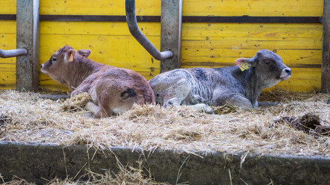 Lo svezzamento dei vitelli nati dalla manza di razza Rendena in un allevamento biologico